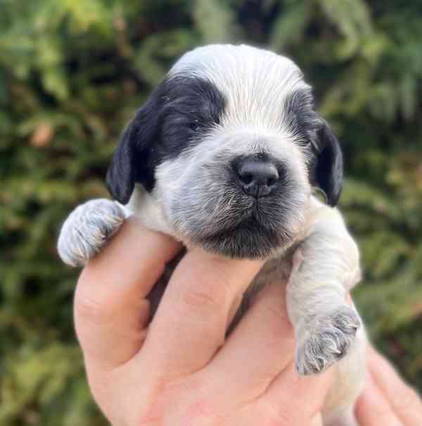 Štěňátka anglického kokršpaněla s PP - foto 1