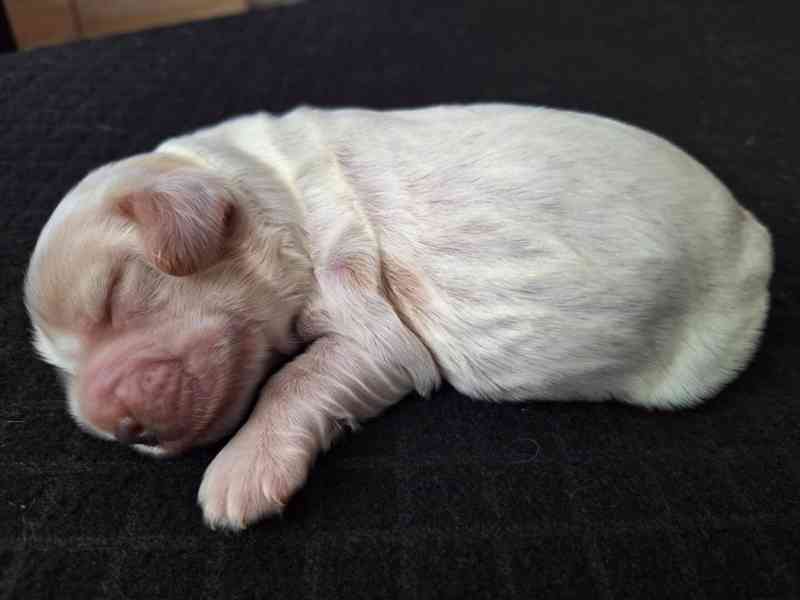 Štěňátka anglického kokršpaněla s PP - foto 3