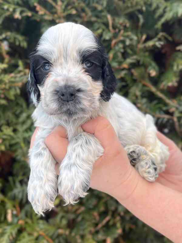 Štěňátka anglického kokršpaněla s PP - foto 3