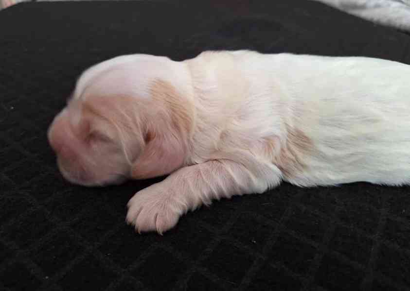 Štěňátka anglického kokršpaněla s PP - foto 2