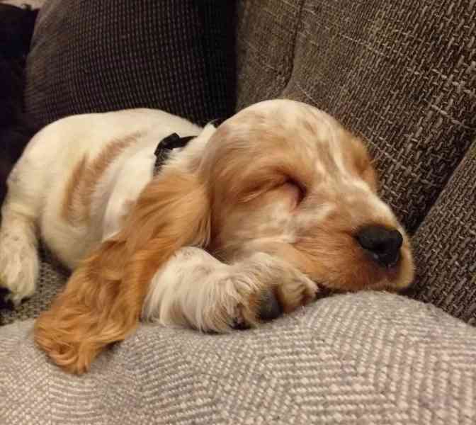 Štěňátka anglického kokršpaněla s PP - foto 4