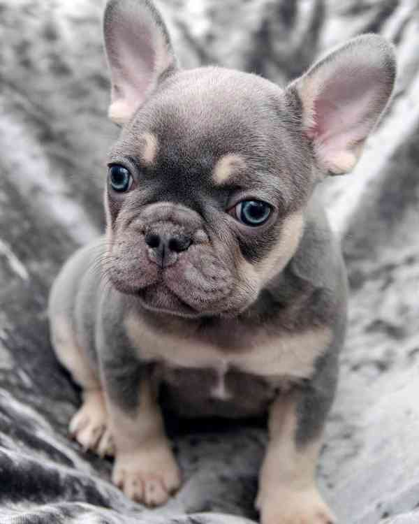 Štěňata Francouzský Buldoček na prodej - foto 2