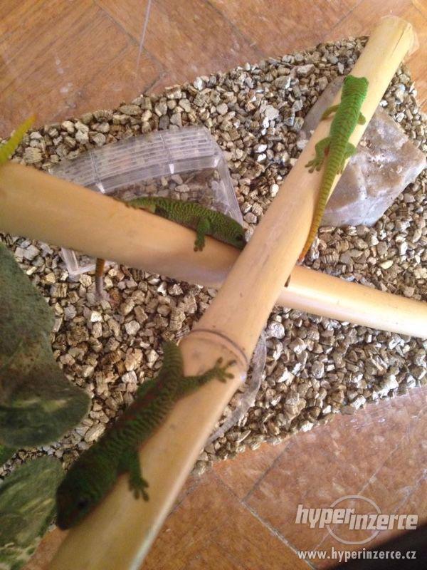 Felsuma madagaskarská - foto 1