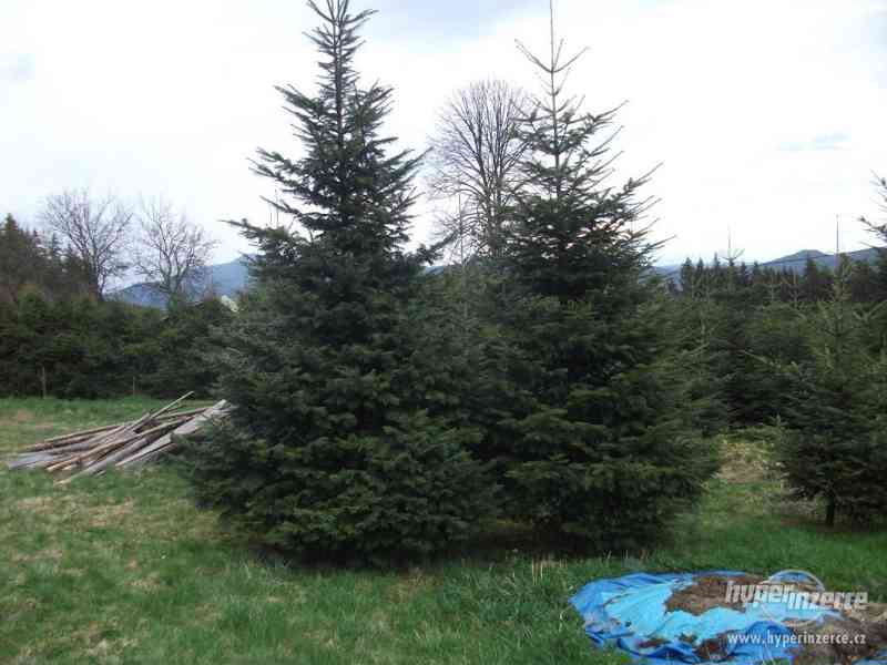 SAZENICE JEDLIČEK - foto 1