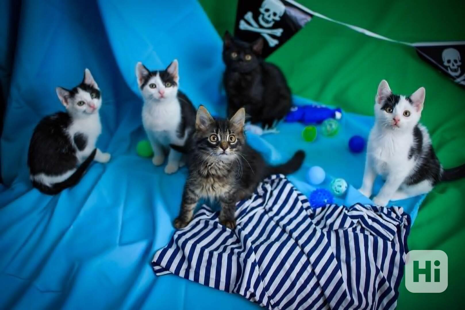 Koťata k adopci  - foto 1