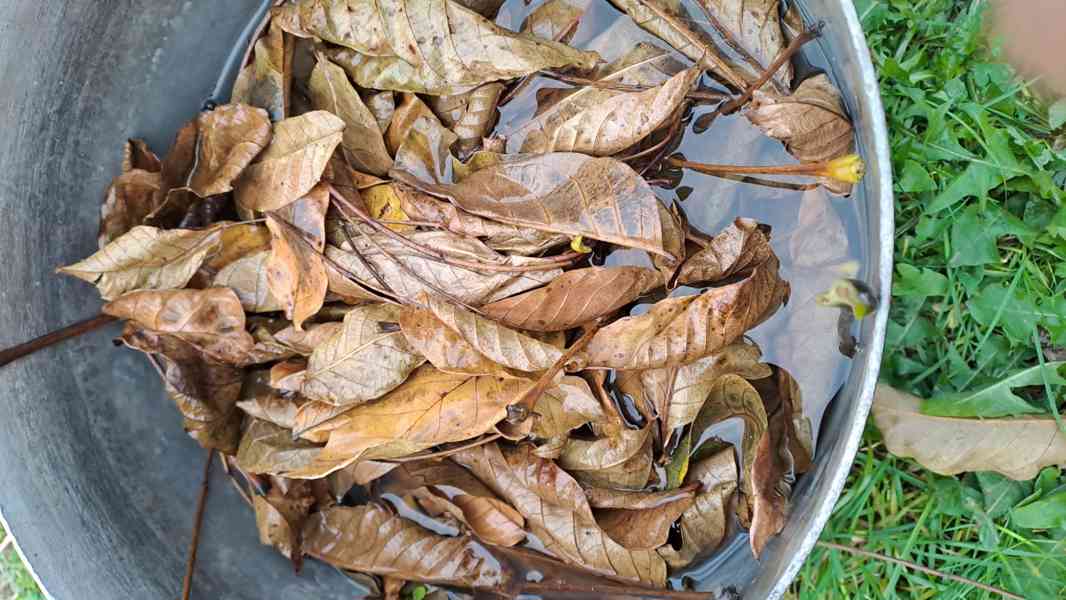 Silný odvar z listů vlašských ořechů - foto 3