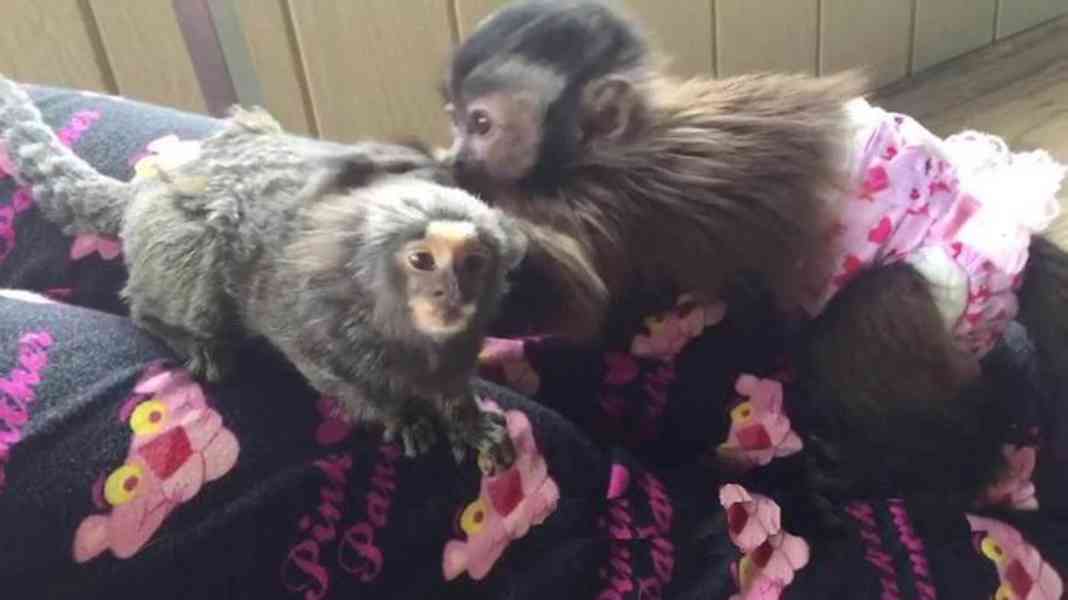 Zdravé miminko opic kapucínů a kosmanů k dispozici