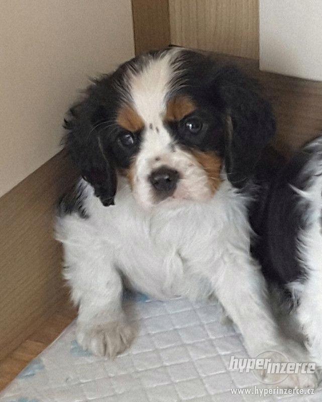 Kavalír King Charles španěl na prodej s PP - foto 1