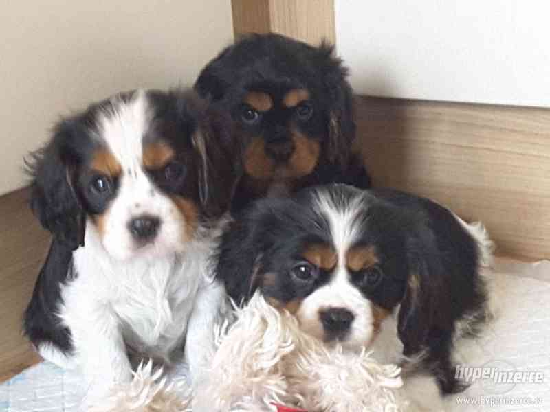 Kavalír King Charles španěl na prodej s PP - foto 2