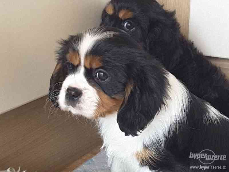 Kavalír King Charles španěl na prodej s PP - foto 3