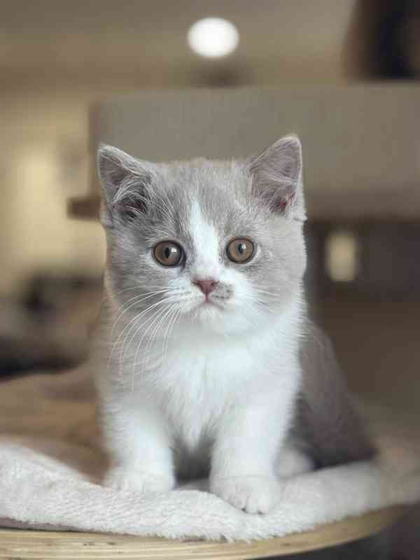 Úžasná britská krátkosrstá koťátka k adopci zdarma  