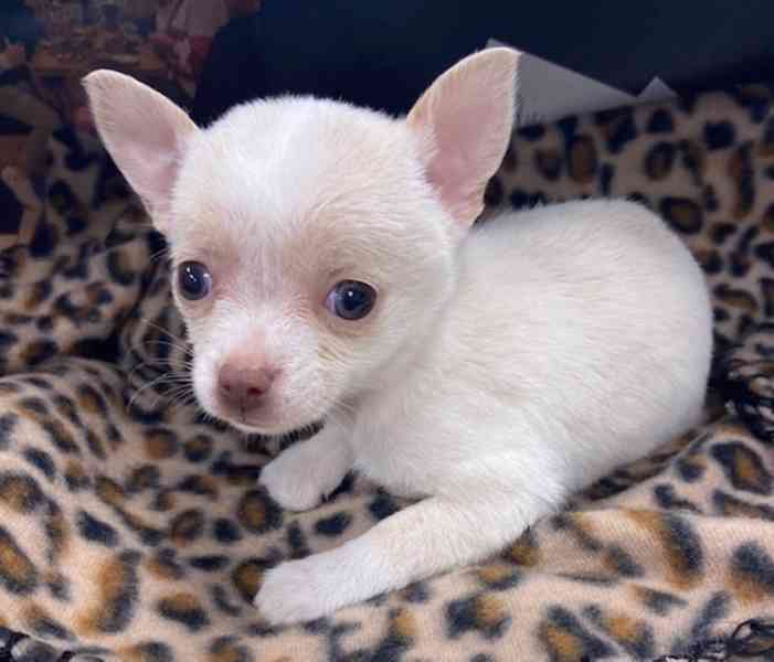 12týdenní štěňata čivavy - foto 1