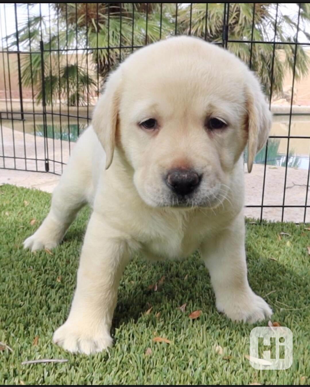 Prodám labradora. - foto 1