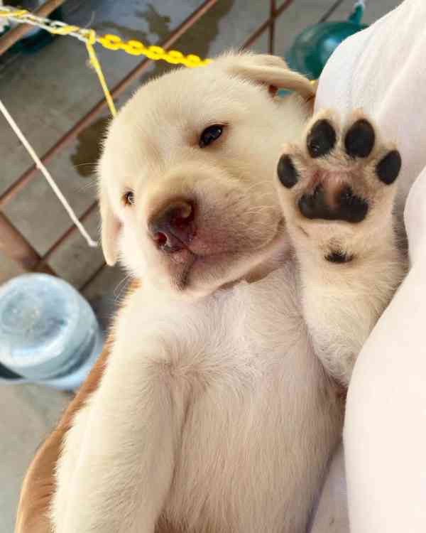 Prodám labradora. - foto 2