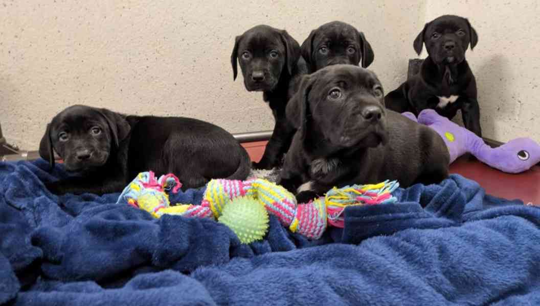 Prodám labradora. - foto 5