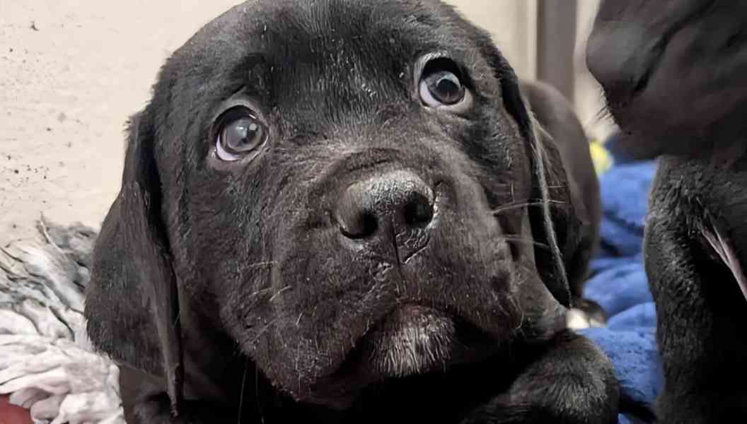 Prodám labradora. - foto 3