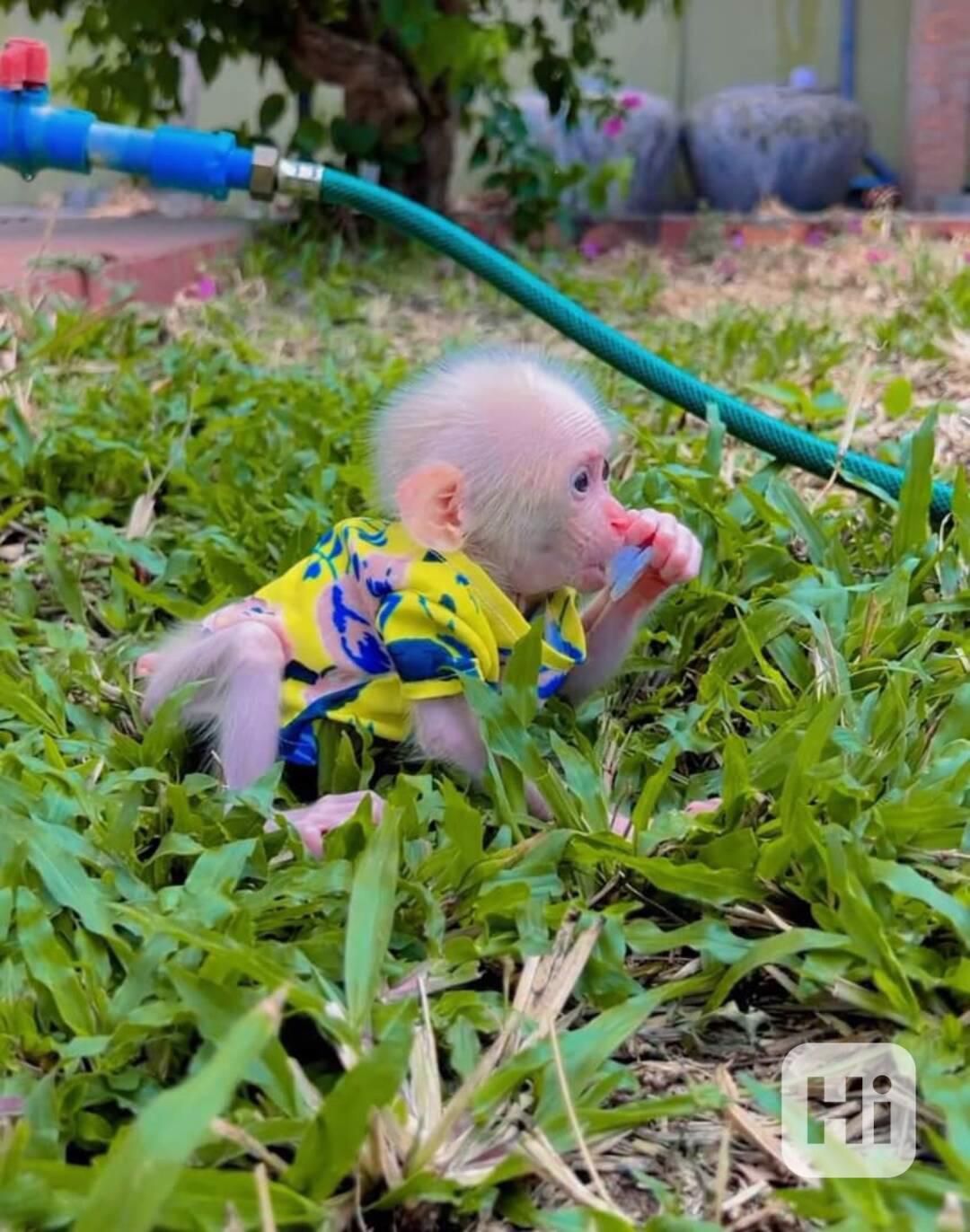 Krásné opičí mláďata na prodej - foto 1