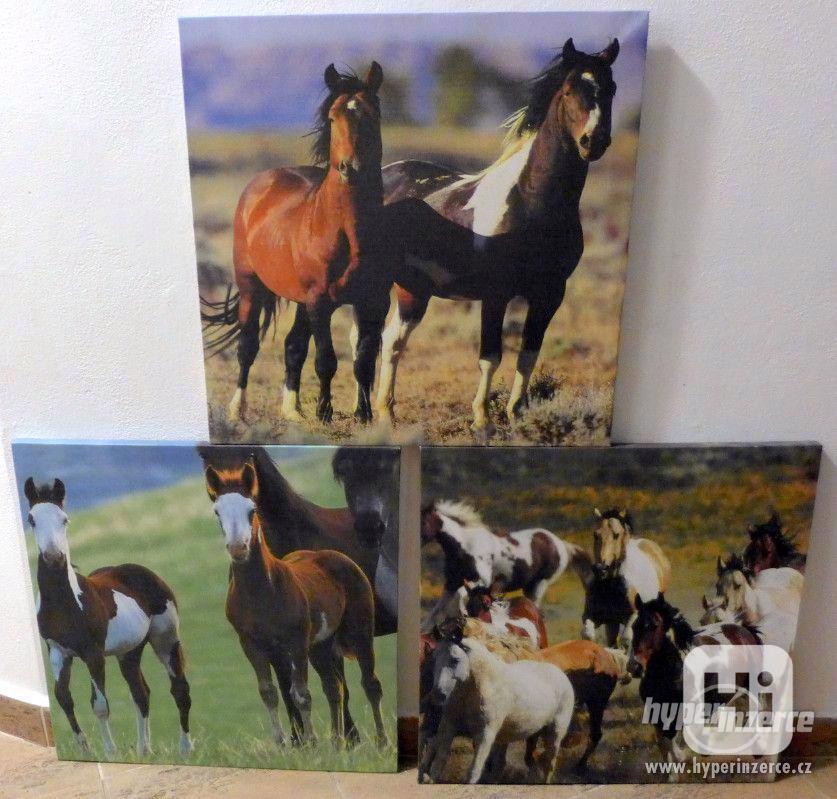 Kůň, koně, obrazy - foto 1