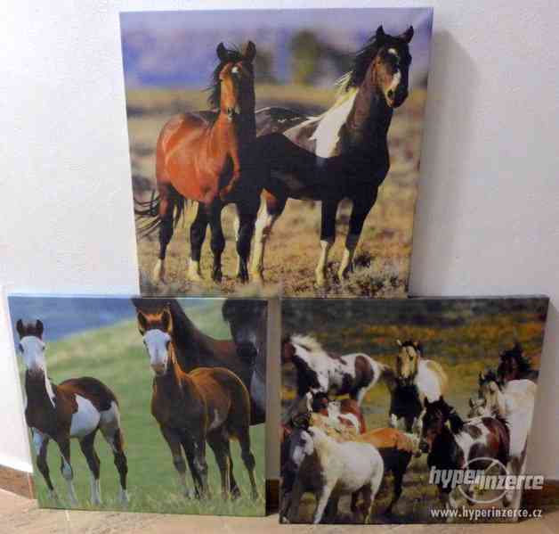 Kůň, koně, obrazy - foto 1