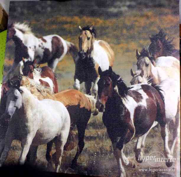 Kůň, koně, obrazy - foto 2