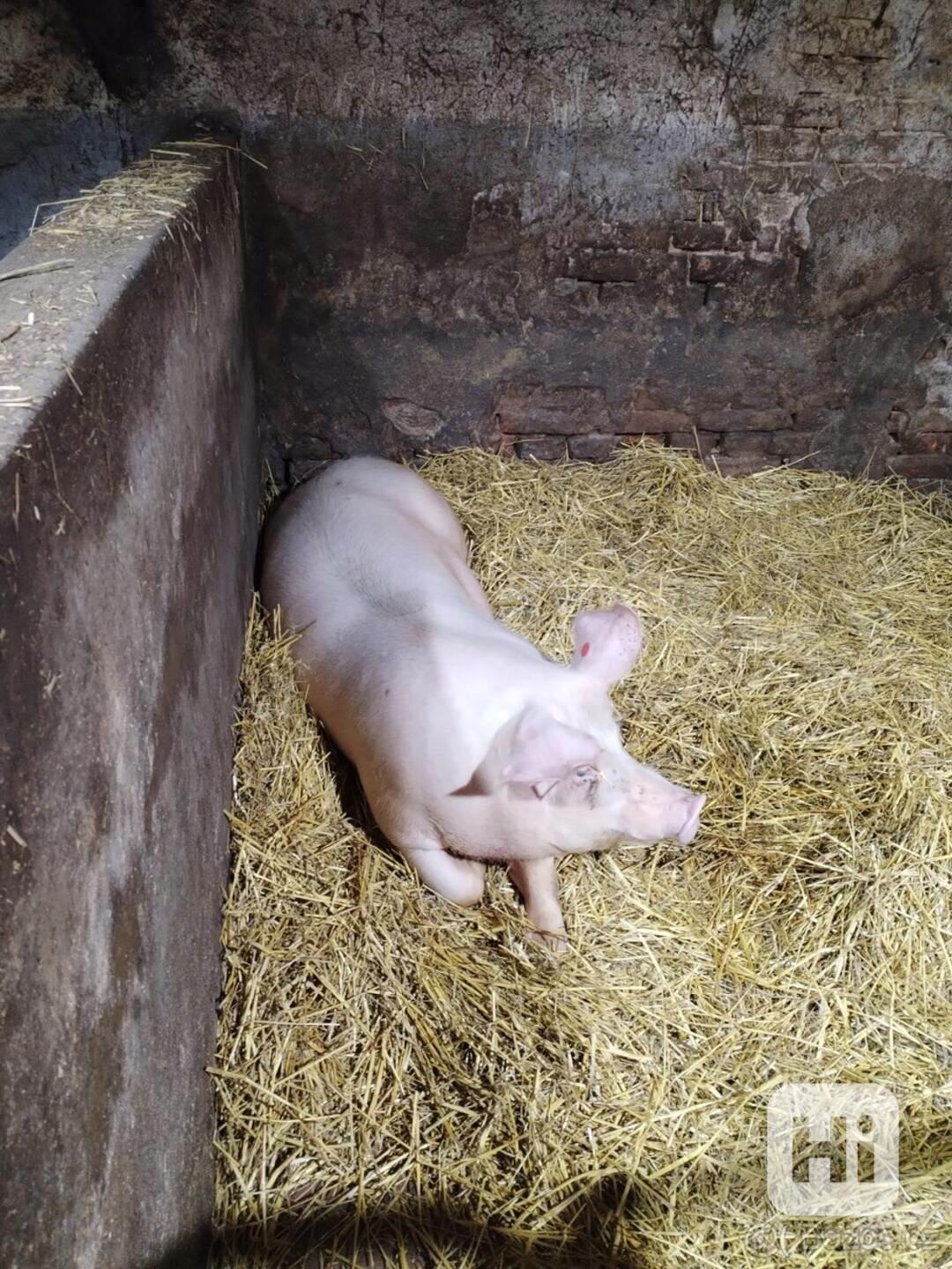 Prase na zabití - foto 1