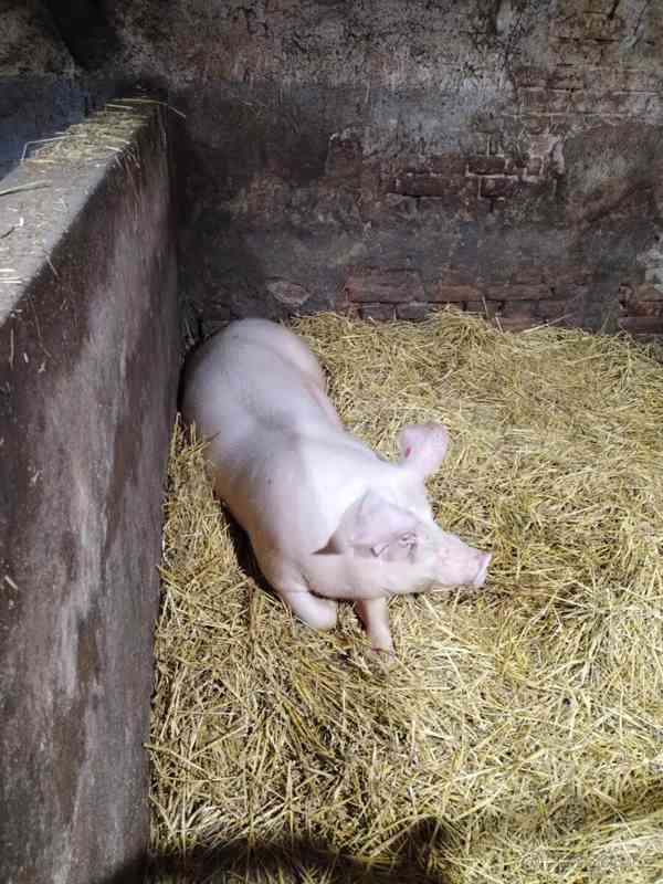 Prase na zabití - foto 1