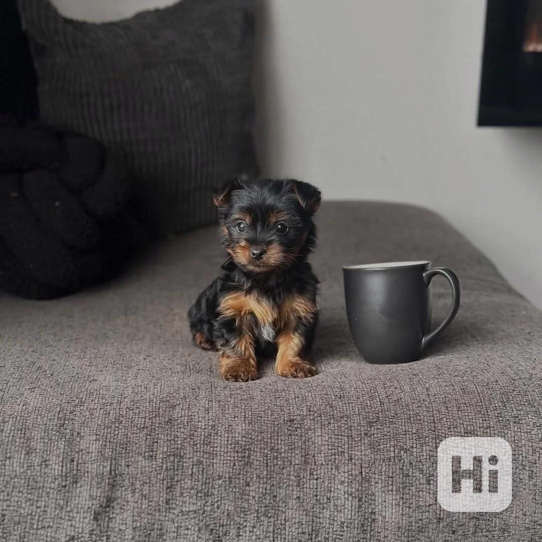 Teacup Yorkie  - foto 1