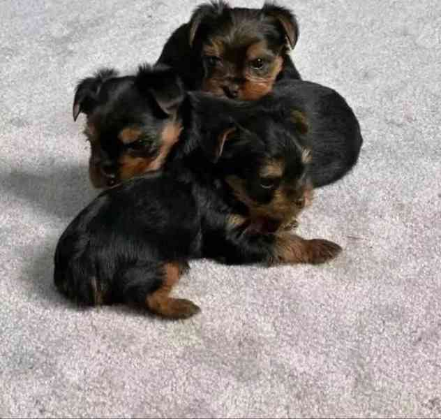 Teacup Yorkie  - foto 3