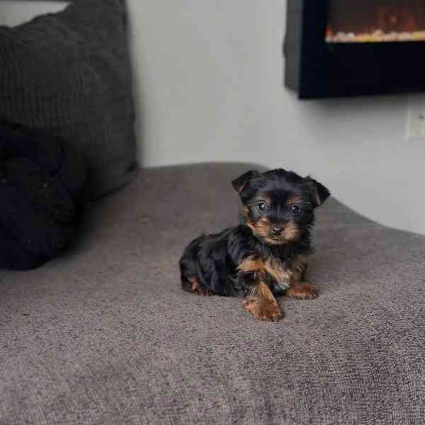 Teacup Yorkie  - foto 2