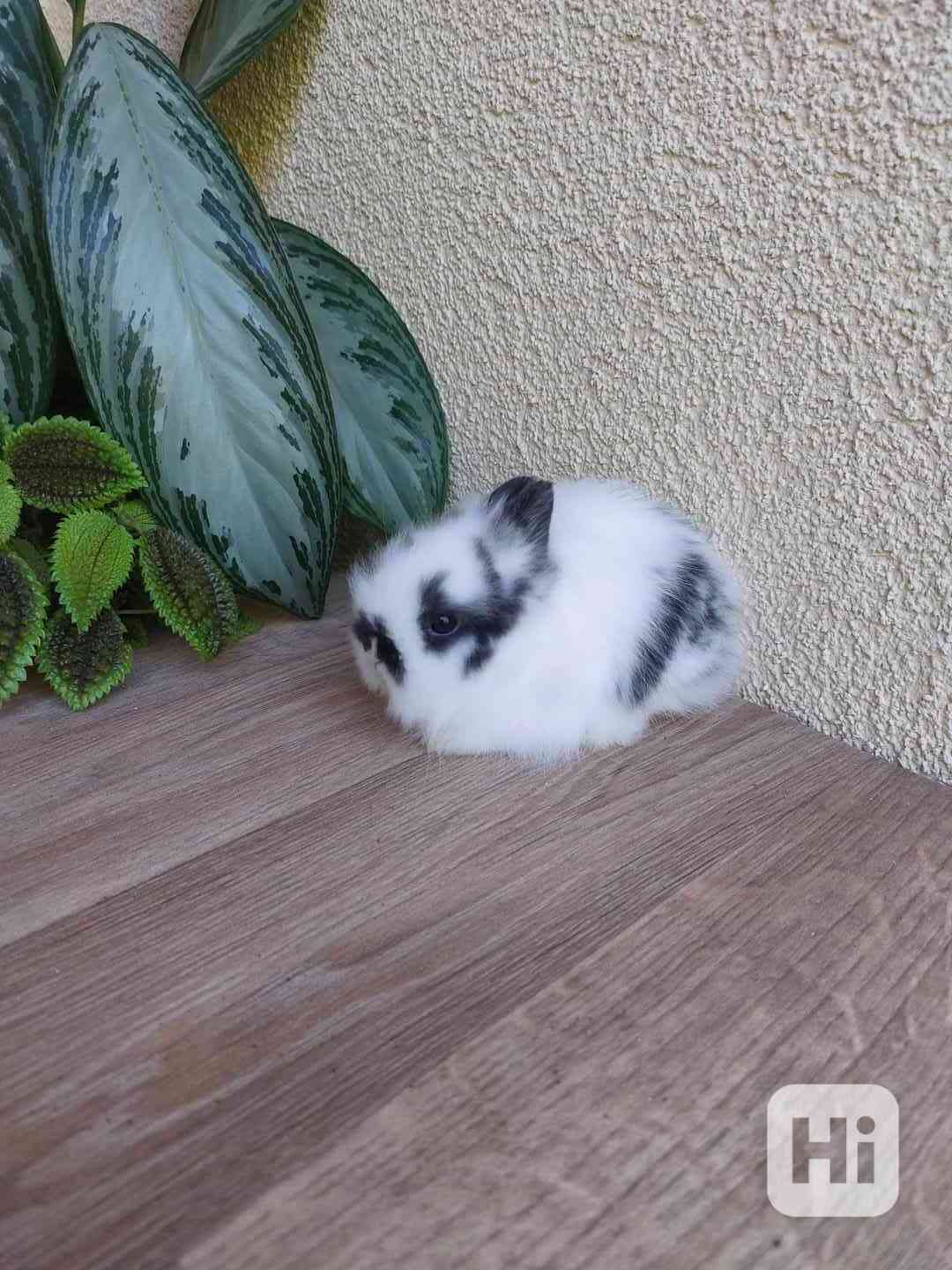 Zakrslý králík TEDDY - sameček - foto 1