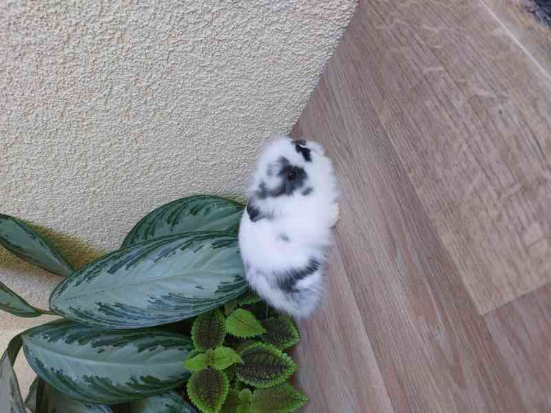 Zakrslý králík TEDDY - sameček - foto 2