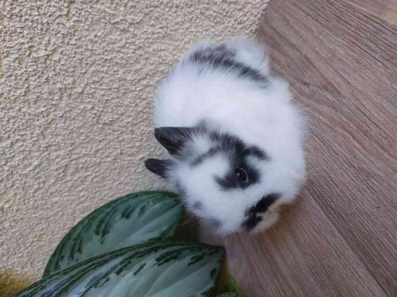Zakrslý králík TEDDY - sameček - foto 5
