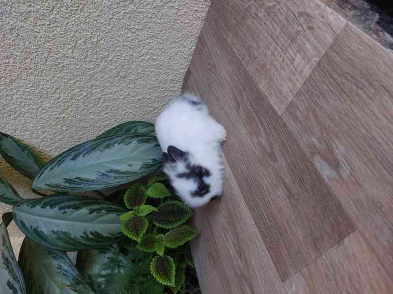 Zakrslý králík TEDDY - sameček - foto 4