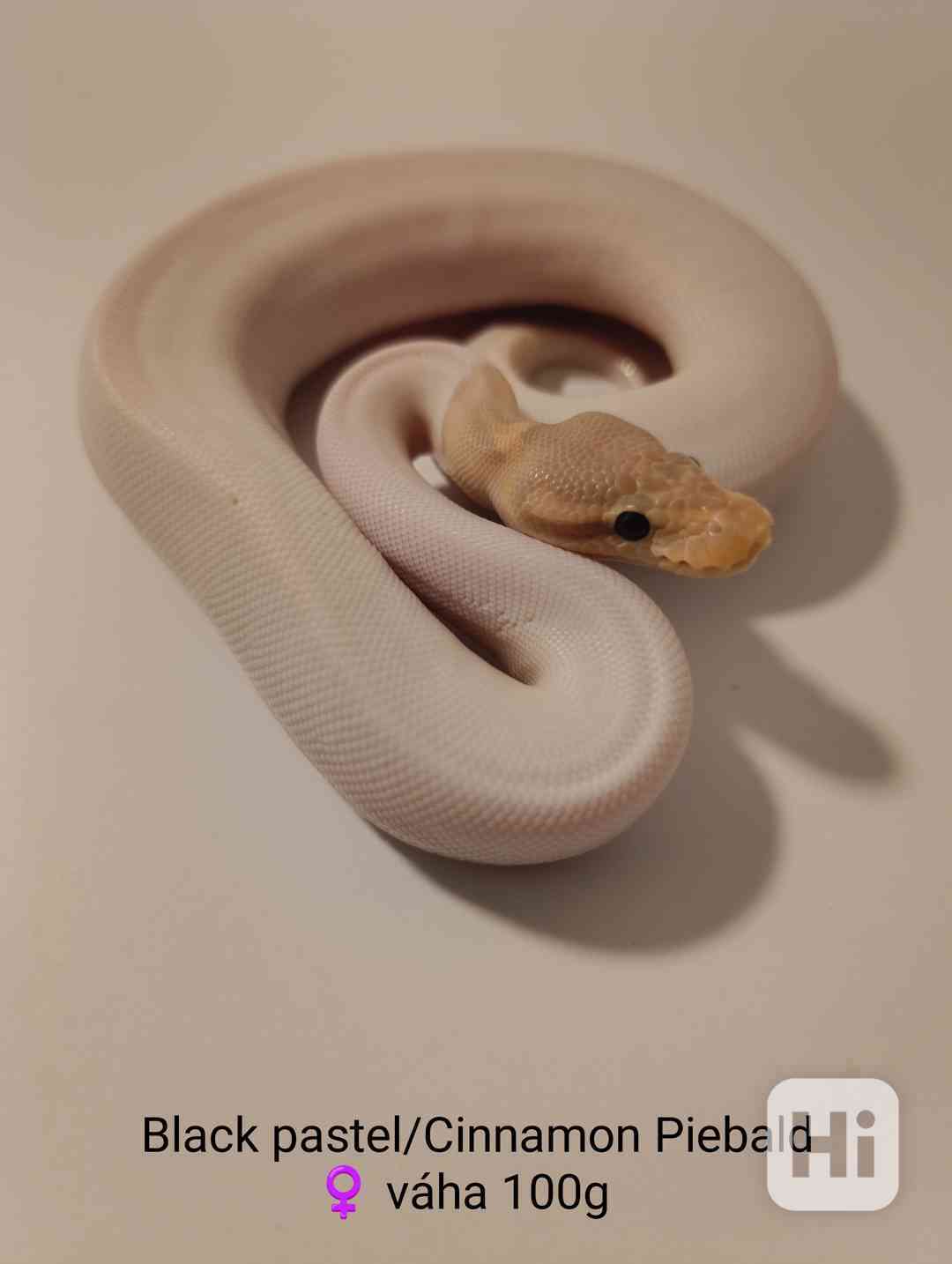 Krajta královská  - foto 1