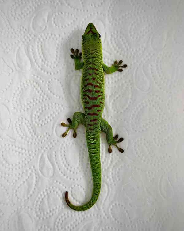 Phelsuma grandis (high red) - foto 4