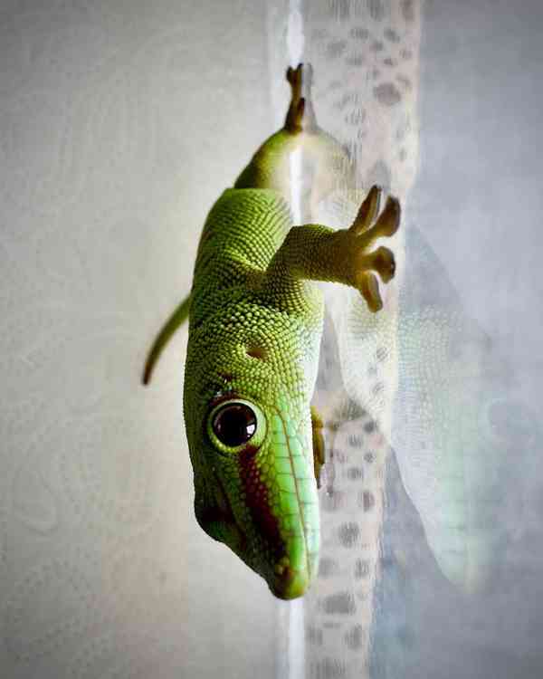 Phelsuma grandis (high red) - foto 3