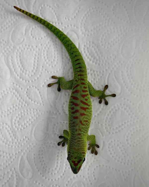 Phelsuma grandis (high red) - foto 5