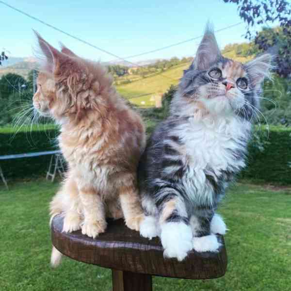 Krásné robustní Mainská mývalí koťata