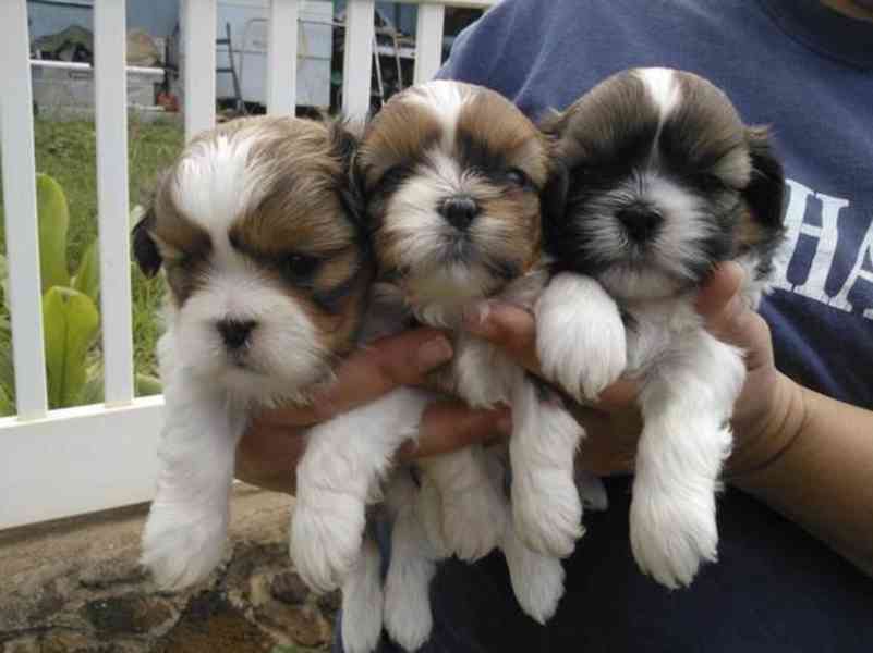 Štěňata Shih Tzu jsou nadšená - foto 2