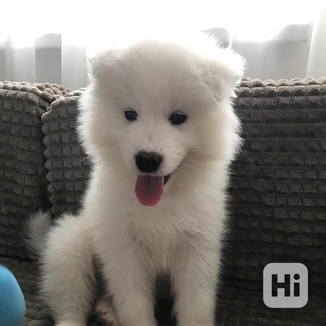samojed tak krásné - foto 1