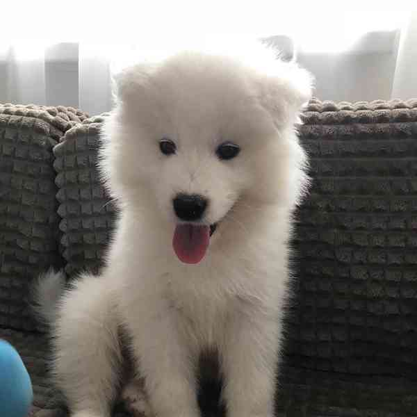 samojed tak krásné - foto 1