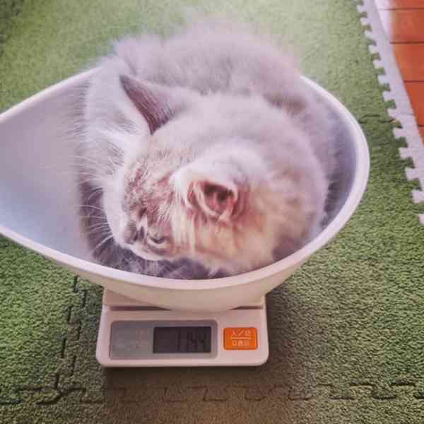 Koťátko Mainské mývalí k adopci! - foto 2