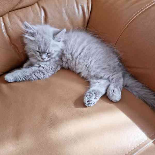 Koťátko Mainské mývalí k adopci! - foto 1