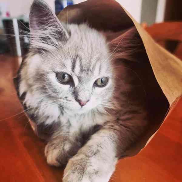 Koťátko Mainské mývalí k adopci! - foto 3