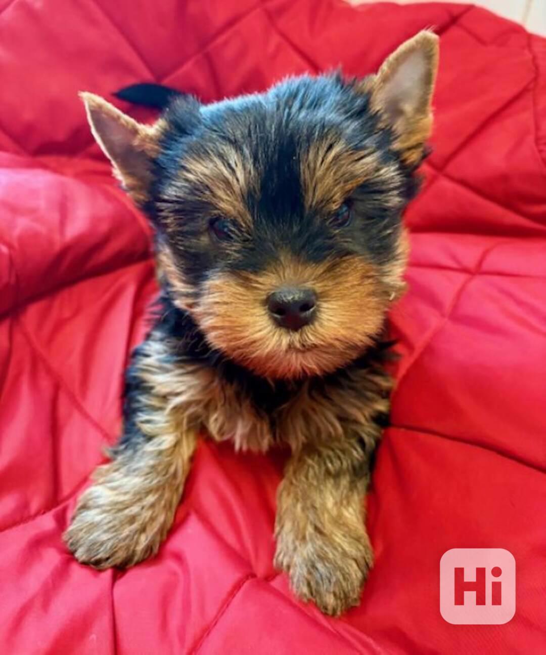 Jorkšírek fenka s PP FCI k odběru ihned - foto 1