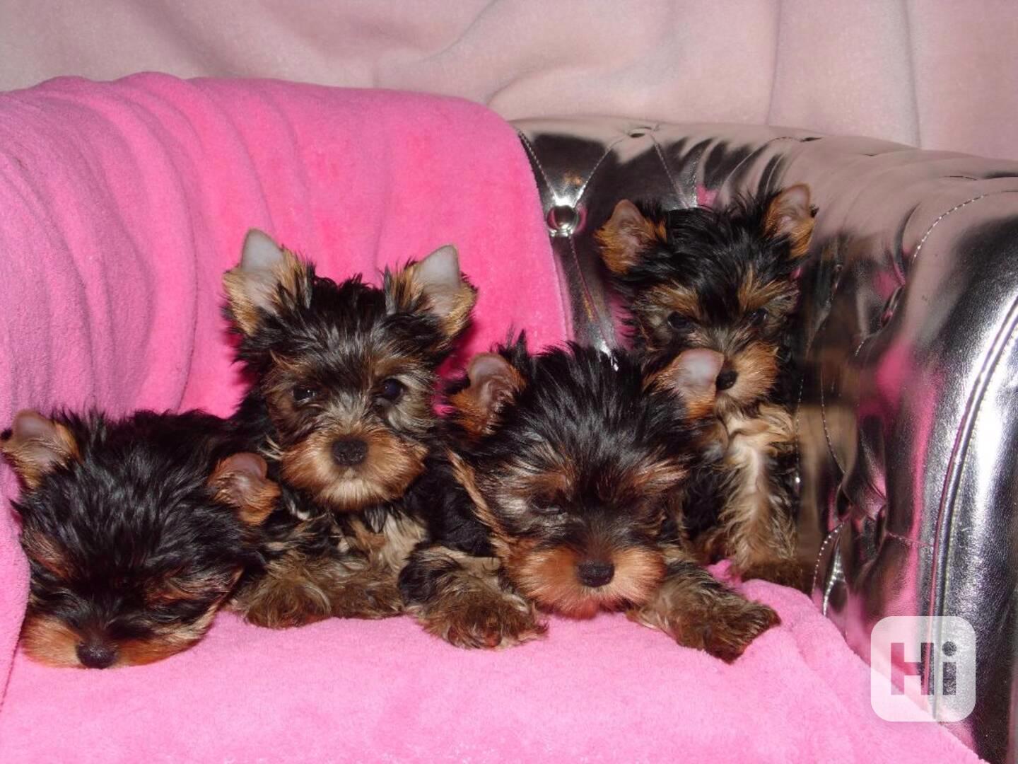 Krásná štěňata yorkshirského teriéra k adopci. - foto 1