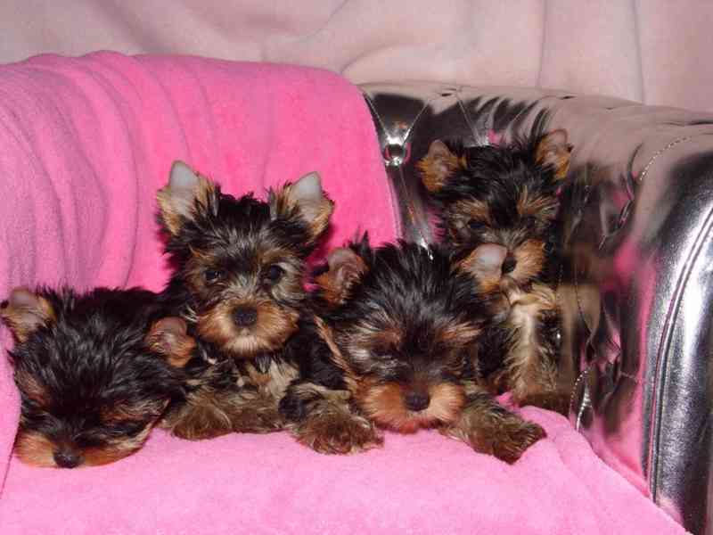 Krásná štěňata yorkshirského teriéra k adopci. - foto 1