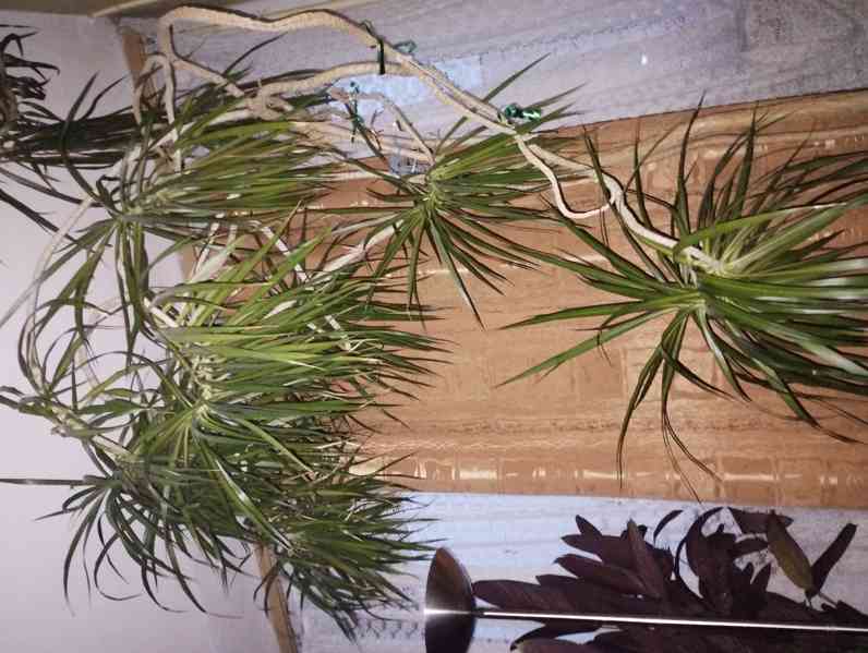 Vzrostlá rostlina Dracena interiér  - foto 2