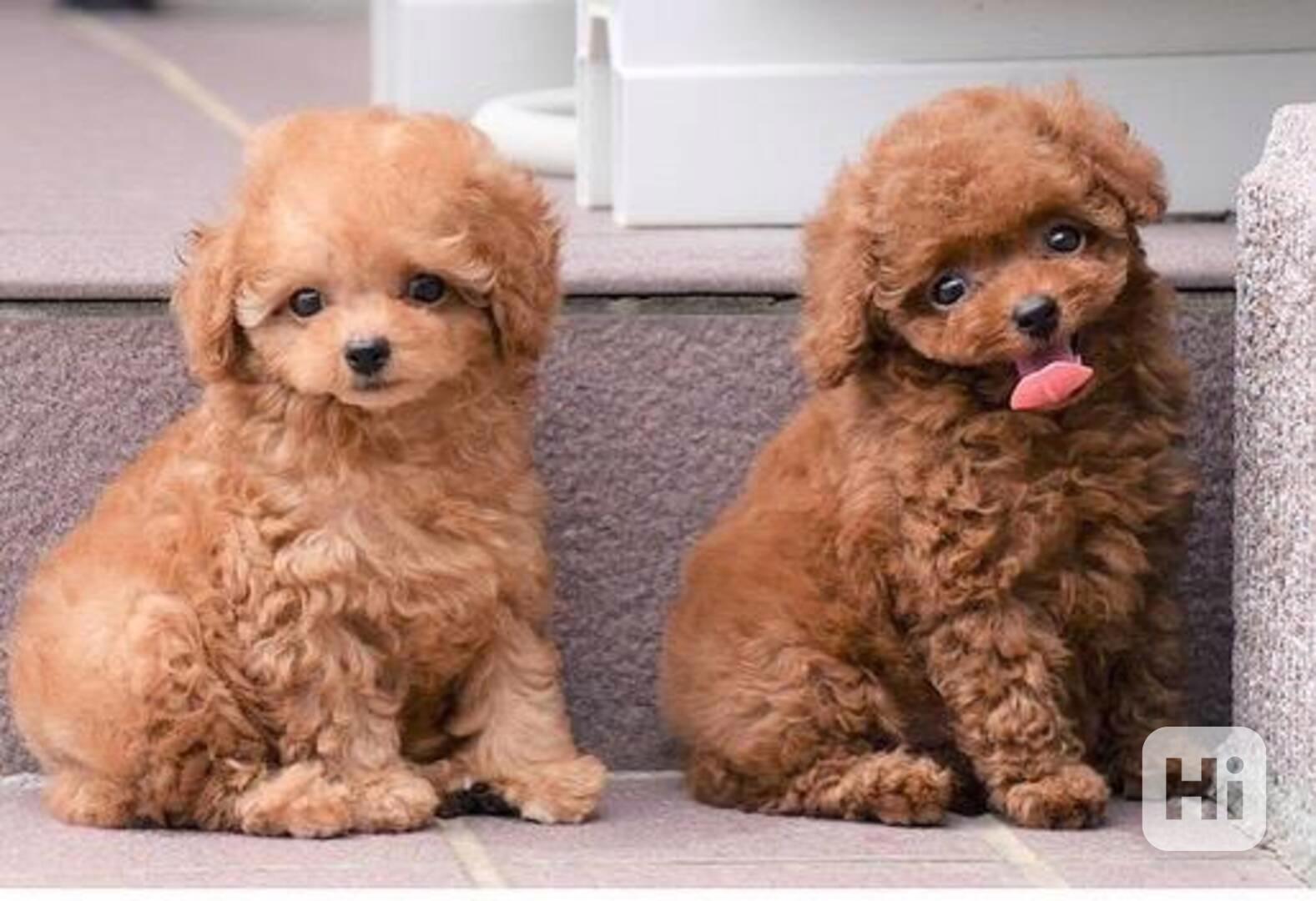 Wunderschöne Pudelrüden und -hündinnen - foto 1