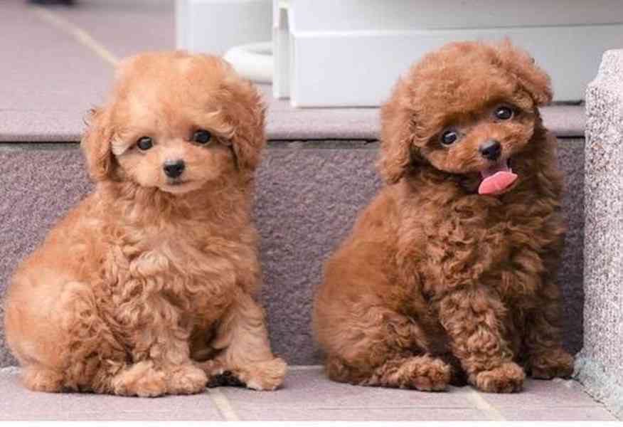 Wunderschöne Pudelrüden und -hündinnen - foto 1